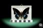 Preview: Charaxes imperialis ein Schmetterling