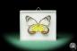 Preview: Delias hyparete (17231) a butterfly from Philippines | Taxidermy | Butterflies