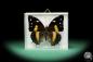 Preview: Baeotus japetus (17239) a butterfly from South America | Taxidermy | Butterflies