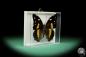 Preview: Baeotus japetus (17239) a butterfly from South America | Taxidermy | Butterflies