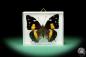 Preview: Baeotus japetus ein Schmetterling