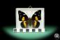 Preview: Baeotus japetus ein Schmetterling