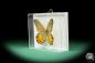 Preview: Pierella hyceta (17243) a butterfly from South America | Taxidermy | Butterflies