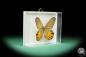 Preview: Pierella hyceta (17243) a butterfly from South America | Taxidermy | Butterflies