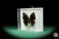 Preview: Anaea dia (17257) a butterfly from South America | Taxidermy | Butterflies