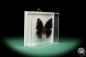 Preview: Anaea dia (17257) a butterfly from South America | Taxidermy | Butterflies