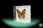 Preview: Danaus genutia (17265) a butterfly from Southeast Asia | Taxidermy | Butterflies