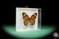 Preview: Danaus genutia (17265) a butterfly from Southeast Asia | Taxidermy | Butterflies