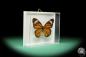 Preview: Danaus genutia ein Schmetterling