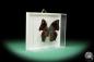 Preview: Anaea philumena (17266) a butterfly from South America | Taxidermy | Butterflies