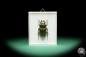 Preview: Allotopus rosenbergi a beetle