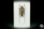 Preview: Batocera numitor ssp. (17341) a beetle from Sumatra | Taxidermy | Beetles