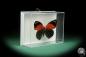 Preview: Callicore texa maimuna (17367) a butterfly from South America | Taxidermy | Butterflies