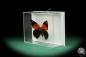 Preview: Callicore texa maimuna ein Schmetterling
