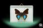 Preview: Doxocopa cyane (17374) a butterfly from South America | Taxidermy | Butterflies