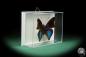 Preview: Doxocopa cyane (17374) a butterfly from South America | Taxidermy | Butterflies