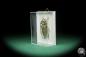 Preview: Batocera spec. (17391) a beetle from Indonesia | Taxidermy | Beetles