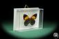 Preview: Callicore eunomia (17396) a butterfly from South America | Taxidermy | Butterflies