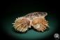 Preview: Spondylus echinatus on Placuna ephippium (1755) a shell from Philippines | Conchylia | Shells & Brachiopods