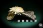 Preview: Spondylus echinatus on Placuna ephippium (1757) a shell from Philippines | Conchylia | Shells & Brachiopods