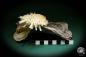 Preview: Spondylus echinatus auf Placuna ephippium eine Muschel