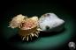 Preview: Spondylus echinatus on Modiolus philippinarum (1759) a shell from Philippines | Conchylia | Shells & Brachiopods