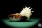 Preview: Spondylus echinatus on Modiolus philippinarum (1761) a shell from Philippines | Conchylia | Shells & Brachiopods