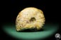 Preview: cf. Thomasites gongilensis (17680) a cephalopod from Africa | Fossils | Cephalopods