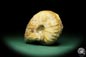 Preview: cf. Thomasites gongilensis (17680) a cephalopod from Africa | Fossils | Cephalopods