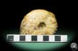 Preview: cf. Thomasites gongilensis (17680) a cephalopod from Africa | Fossils | Cephalopods