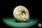 Preview: Vascoceras cf. tectiforme (17688) a cephalopod from Africa | Fossils | Cephalopods