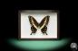 Preview: Papilio lormieri (17774) a butterfly from Africa | Taxidermy | Butterflies