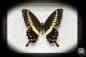 Preview: Papilio lormieri (17774) a butterfly from Africa | Taxidermy | Butterflies