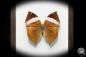 Preview: Kallima paralekta (17777) a butterfly from Southeast Asia | Taxidermy | Butterflies