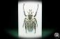 Preview: Goliathus goliatus meleagris (18181) a beetle from Africa | Taxidermy | Beetles