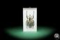 Preview: Goliathus goliatus meleagris (18183) a beetle from Africa | Taxidermy | Beetles