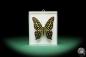 Preview: Graphium agamemnon (18191) a butterfly from South Asia | Taxidermy | Butterflies