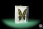 Preview: Graphium agamemnon (18191) a butterfly from South Asia | Taxidermy | Butterflies