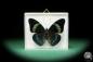 Preview: Panacea procilla (18215) a butterfly from South America | Taxidermy | Butterflies