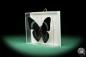 Preview: Panacea procilla (18215) a butterfly from South America | Taxidermy | Butterflies