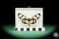 Preview: Thyridia psidii ein Schmetterling