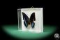 Preview: Polygrapha cyanea ein Schmetterling