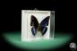 Preview: Polygrapha cyanea ein Schmetterling