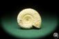 Preview: Perisphinctes spec. (18260) a cephalopod from Madagascar | Fossils | Cephalopods