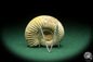 Preview: Perisphinctes spec. (18260) a cephalopod from Madagascar | Fossils | Cephalopods