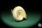 Preview: Perisphinctes spec. (18260) a cephalopod from Madagascar | Fossils | Cephalopods