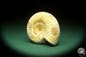 Preview: Perisphinctes spec. (18261) a cephalopod from Madagascar | Fossils | Cephalopods