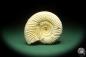 Preview: Perisphinctes spec. (18263) a cephalopod from Madagascar | Fossils | Cephalopods