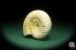 Preview: Perisphinctes spec. (18263) a cephalopod from Madagascar | Fossils | Cephalopods