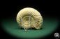 Preview: Perisphinctes spec. (18263) a cephalopod from Madagascar | Fossils | Cephalopods